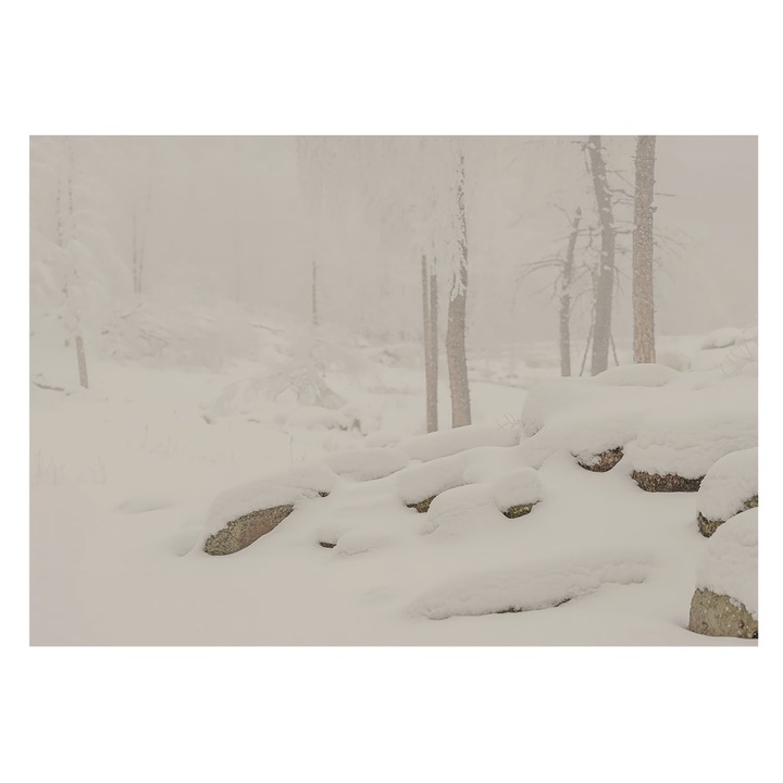 Tapéta Falra, Tulup, Havas erdő, Fehér, 208 x 146 cm, Vlies, Fali Dekoráció, 010100060040000284961