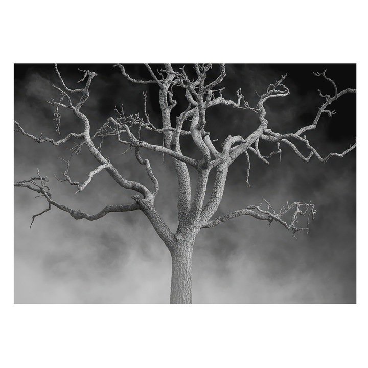 Tapéta Falra, Tulup, Ködös fa, Fekete és fehér, 208 x 146 cm, Vlies, Könnyen Felszerelhető, 010100060040000285088