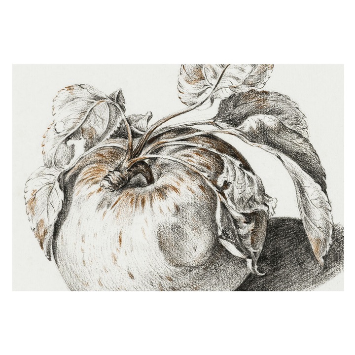 Tapéta Falra, Tulup, Alma levelek, Szürke, 152 x 104 cm, Nem Szőtt, Előszobába, Nappaliba, 010100060030000285422