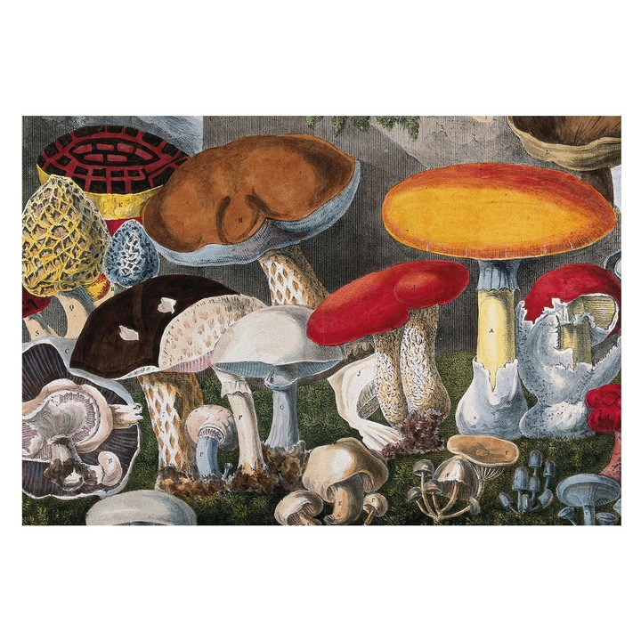 Tapéta Falra, Tulup, Botanikai gombák, Barna, 152 x 104 cm, Nem Szőtt, Nappaliba, Szobába, 010100060030000285506