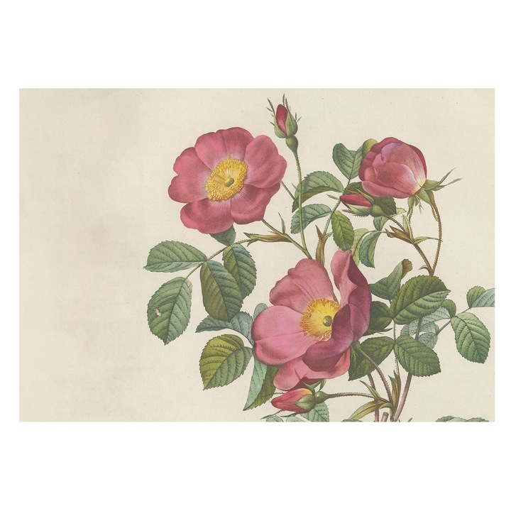 Tapéta Falra, Tulup, Rózsa motívum, Rózsaszín, 208 x 146 cm, Vlies, Modern Belsőépítészeti Dekoráció, 010100060040000285379