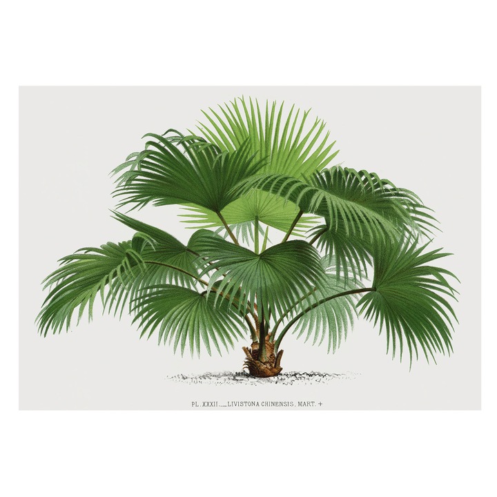 Vinil Fotótapéta De Perete, Tulup, Palmier exotic, Verde, 312 x 219 cm, De Interior, Living, 010100060080000285432