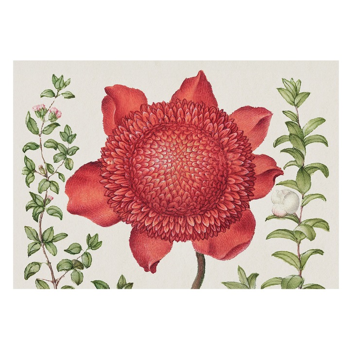 Tapéta Falra, Tulup, Virágos elegancia, Piros, 208 x 146 cm, Nem Szőtt, Modern Tapétatekercs, 010100060040000285606