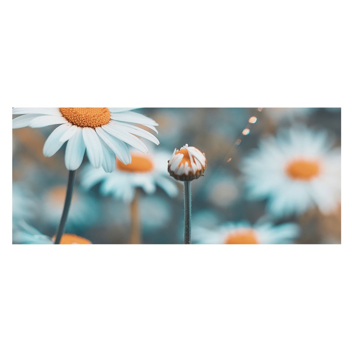 Tapéta Vlies Fali Dekoráció, Tulup, Kamilla finomság, Kék, 250 x 104 cm, Nem Szőtt, Hálószobába, Konyhába, 010100060050000284714