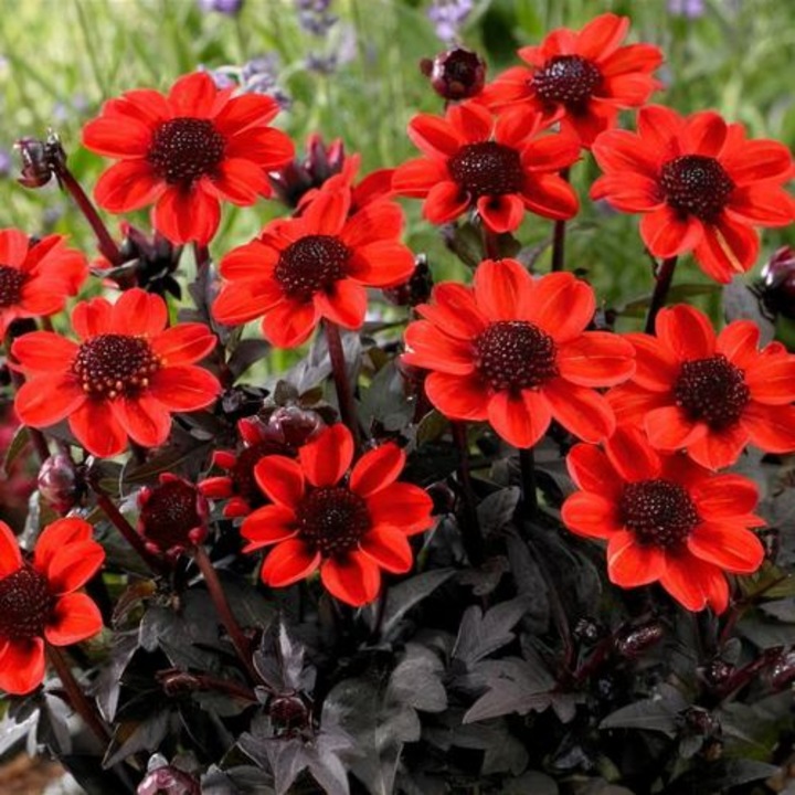 Tubercul Dalia Pulp Fiction, flori rosii, 40-50cm, 1 bucata