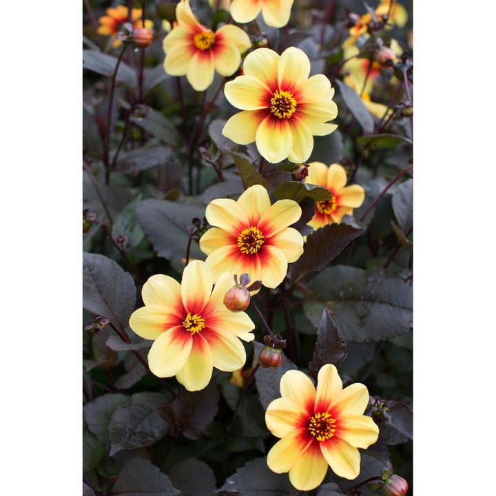 Tubercul Dalia Mignon Sunshine, flori portocalii, 40-50 cm, 1 bucata