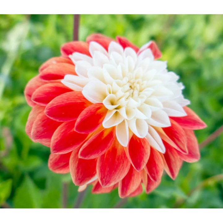 Tubercul Dalia Tangerine Sorbet, flori roșu-mandarina, 12, 7cm, 1 bucată