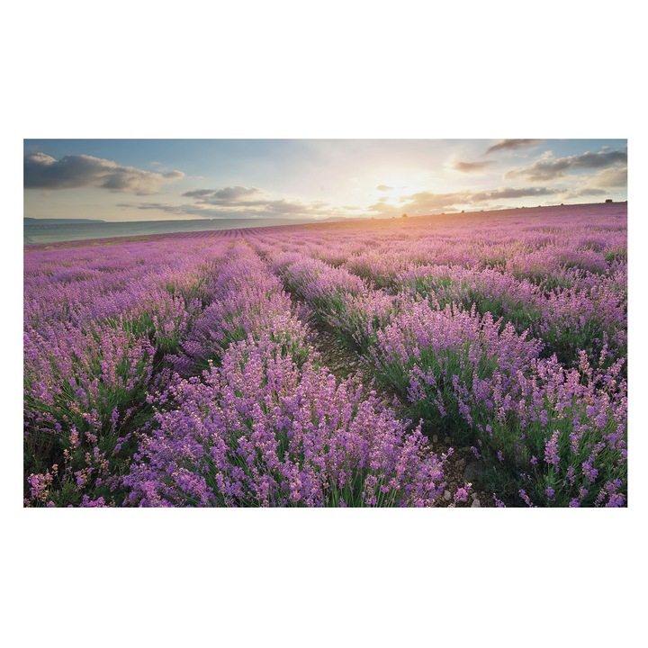Tapet Vlies De Perete, Tulup, Campuri de lavanda, Violet, 416 x 254 cm, De Interior, Usor De Instalat, 010100060100000034408