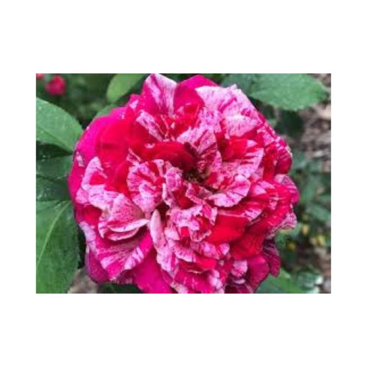 Trandafir Femme Fatale, cu inflorire repetata, intens parfumat, culoare rosu-roz, inaltime la maturitate1.3 m - Avramis - la ghiveci