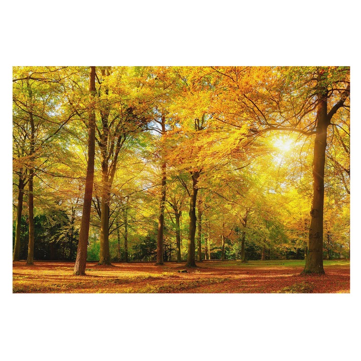 Fotótapéta Falra, Tulup, Arany levelek, Sárga, 104 x 70 cm, Vlies, Hálószobába, Konyhába, 010100060020000007647