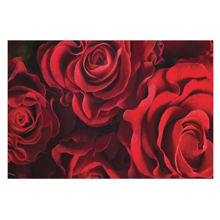 Rola Tapet Vinil De Perete, Tulup, Trandafiri rosii, Rosu, 104 x 70 cm, Premium, Culoare Intensa, 010100060020000034417