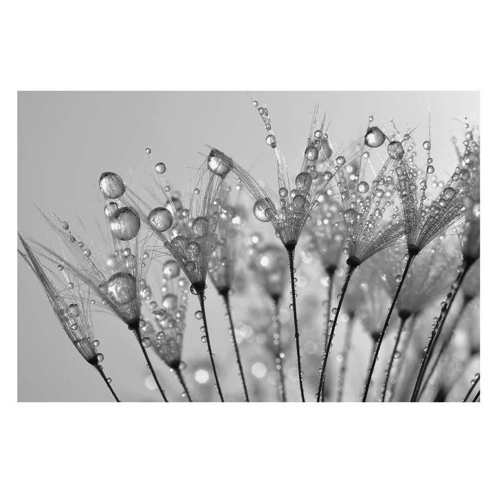 Tapéta Falra, Tulup, Nedves finomság, Fehér, 104 x 70 cm, Nem Szőtt, Fali Dekoráció, 010100060020000000913