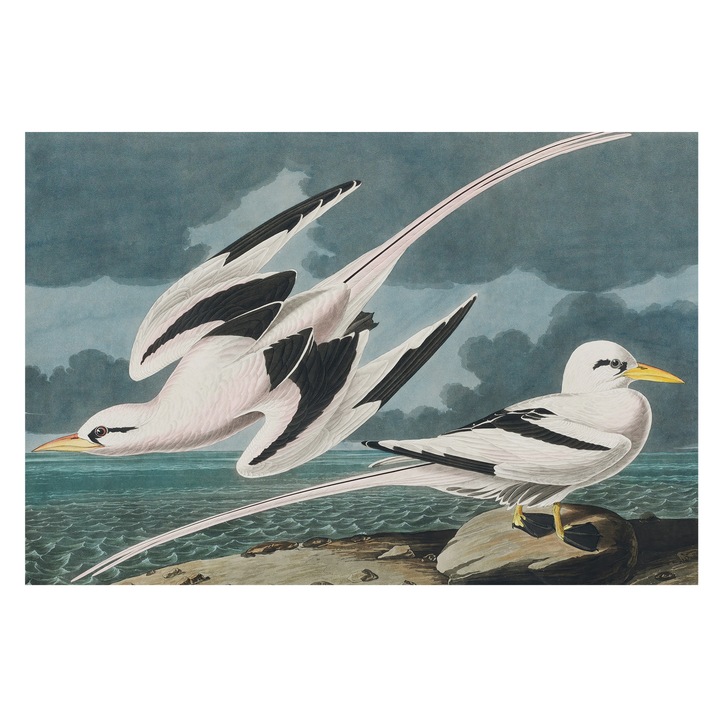 Dekor Tapéta, Tulup, Madarak a tenger mellett, Szürke, 104 x 70 cm, Nem Szőtt, Fali Dekoráció, 010100060020000285471