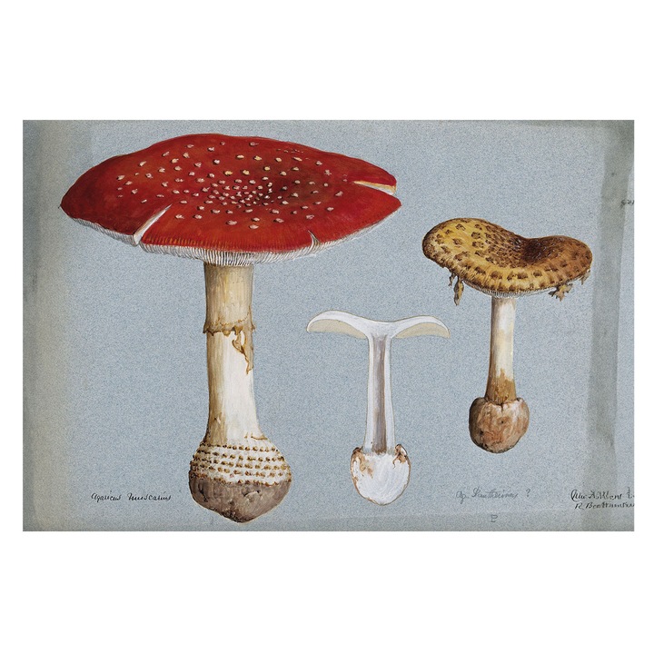 Dekor Tapéta, Tulup, Gomba metszetek, Szürke, 104 x 70 cm, Vlies, Előszobába, Nappaliba, 010100060020000285507