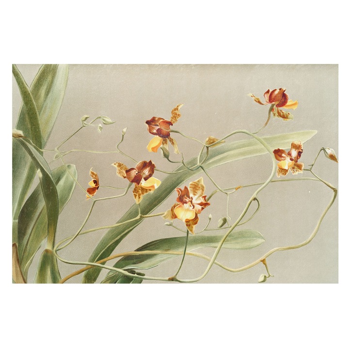 Fotótapéta Falra, Tulup, Klasszikus orchideák, Szürke, 104 x 70 cm, Nem Szőtt, Modern Tapétatekercs, 010100060020000285577