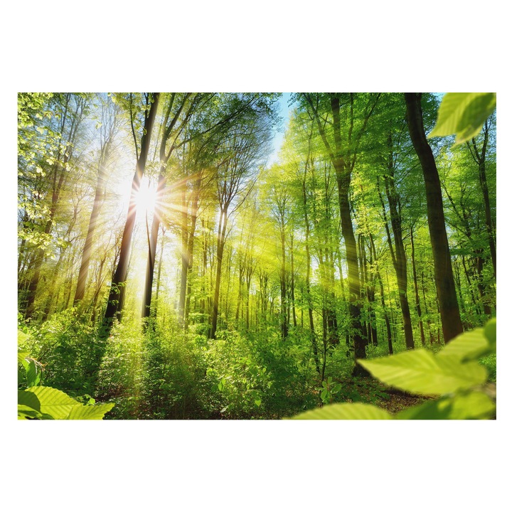 Fotótapéta Falra, Tulup, Erdei fény, Zöld, 152 x 104 cm, Vlies, Előszobába, Nappaliba, 010100060030000007224