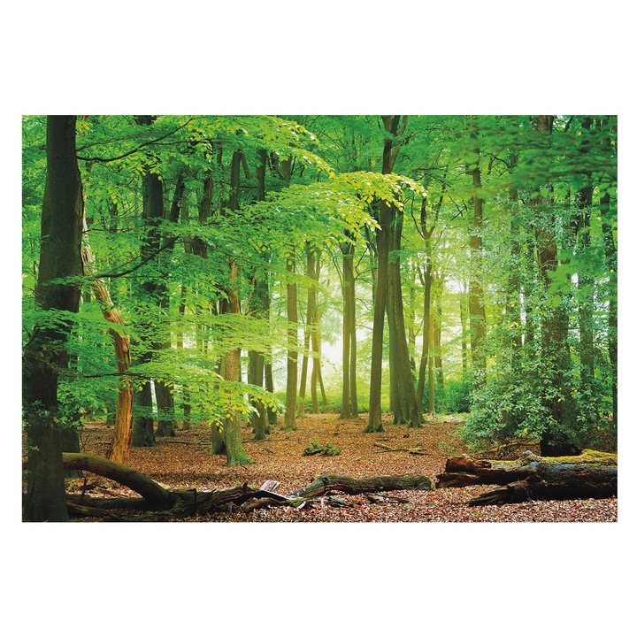 Tapéta Falra, Tulup, Zöld erdő, Zöld, 152 x 104 cm, Nem Szőtt, Nappaliba, Szobába, 010100060030000034572