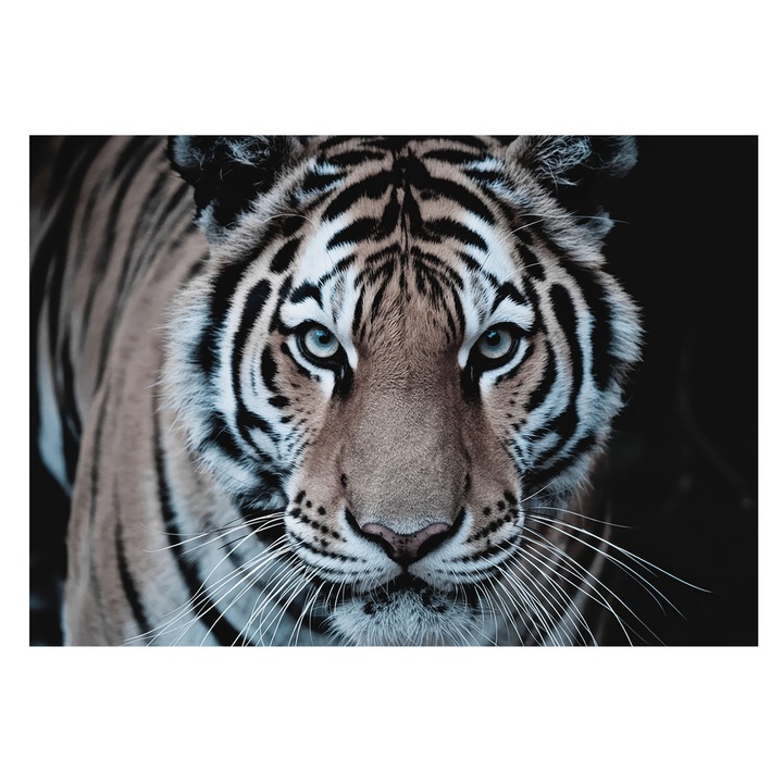 Tapéta Vlies Fali Dekoráció, Tulup, Tigris portré, Fekete, 208 x 146 cm, Nem Szőtt, Klasszikus, 010100060040000284906