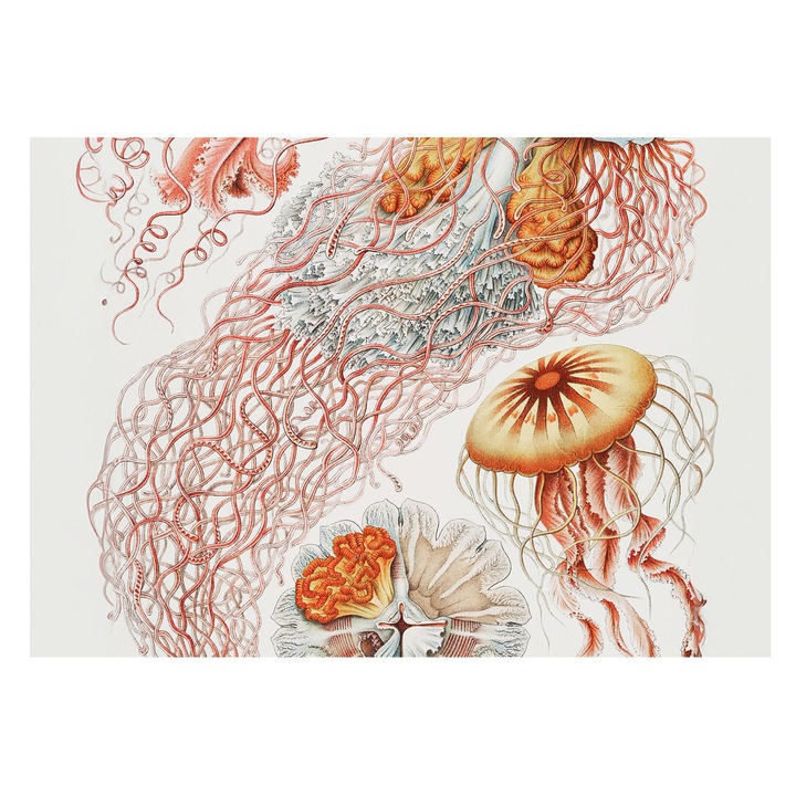 Rola Tapet Vlies De Perete, Tulup, Meduze elegante, Rosu, 208 x 146 cm, Decorativ, Adeziv Puternic, 010100060040000285494