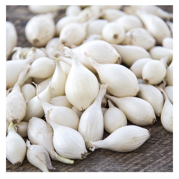 Arpagic Ceapa Alb, Snowball, 8/21mm, 0.500kg