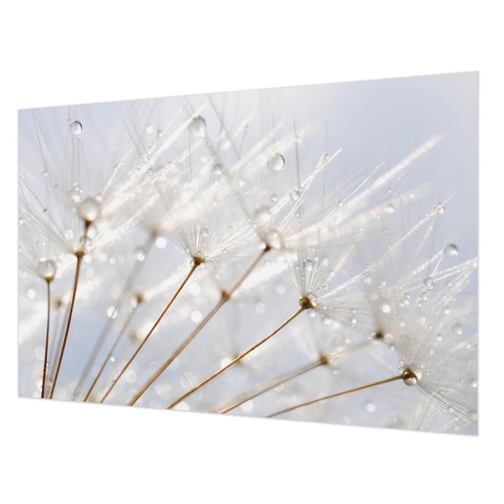 Dekor Tapéta, Wallfluent, Rózsás pitypang, Fehér, 104 x 70 cm, Vlies, Könnyen Felszerelhető, 010100060020000001022