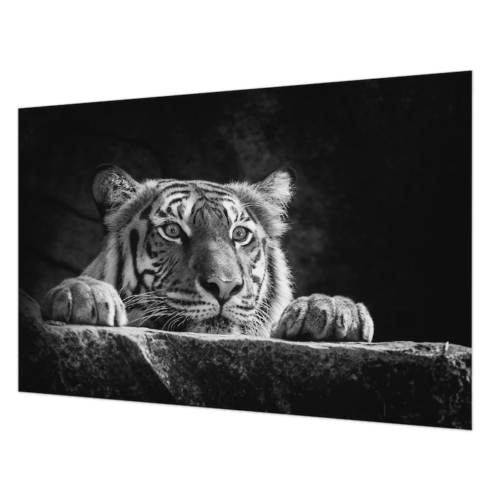 Fotótapéta Falra, Wallfluent, Ragadozó kinézet, Fekete és fehér, 104 x 70 cm, Vlies, Stílusos, 010100060020000005585