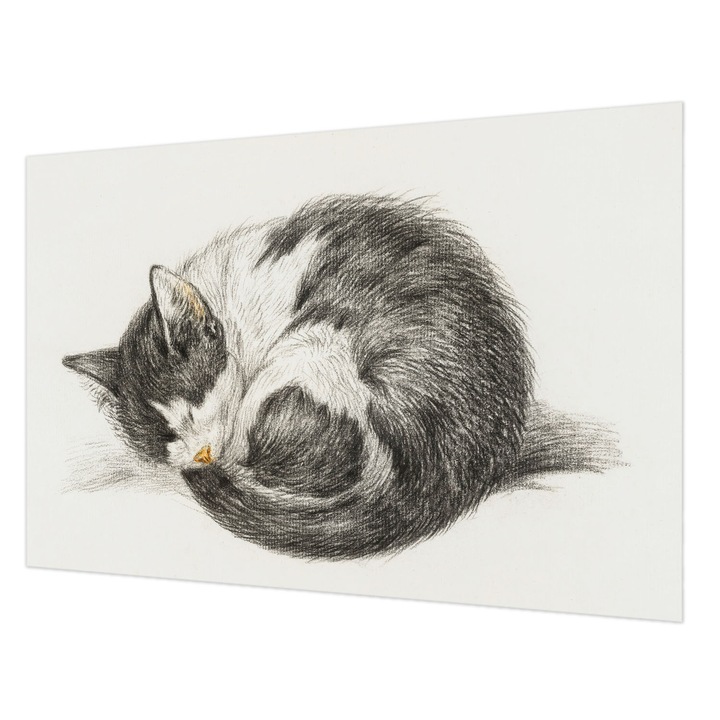 Fotótapéta Falra, Wallfluent, Imádnivaló cica, Fekete és fehér, 104 x 70 cm, Nem Szőtt, Dekoráció, 010100060020000018049