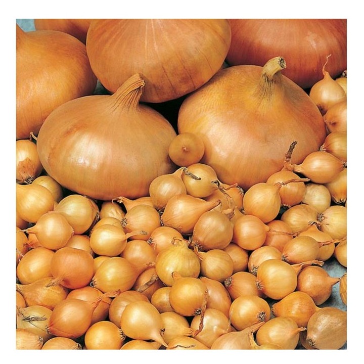 Bulbi Ceapa/Arpagic galben 'Stuttgarter Riessen', 1kg