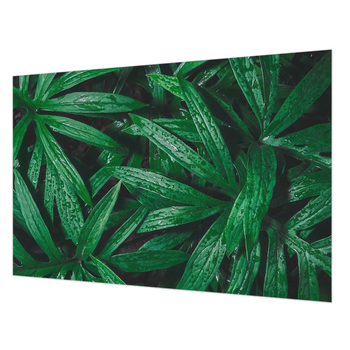 Fotótapéta Falra, Wallfluent, Természetes növényzet, Zöld, 104 x 70 cm, Vlies, Modern Tapétatekercs, 010100060020000077396