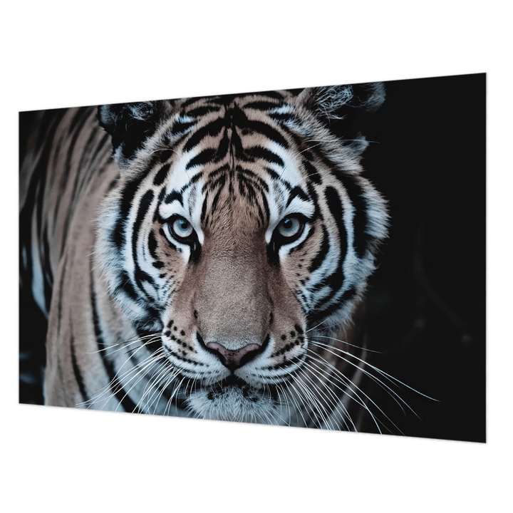 Tapéta Vlies Fali Dekoráció, Wallfluent, Tigris portré, Fekete, 104 x 70 cm, Nem Szőtt, Élénk Színek, 010100060020000284906