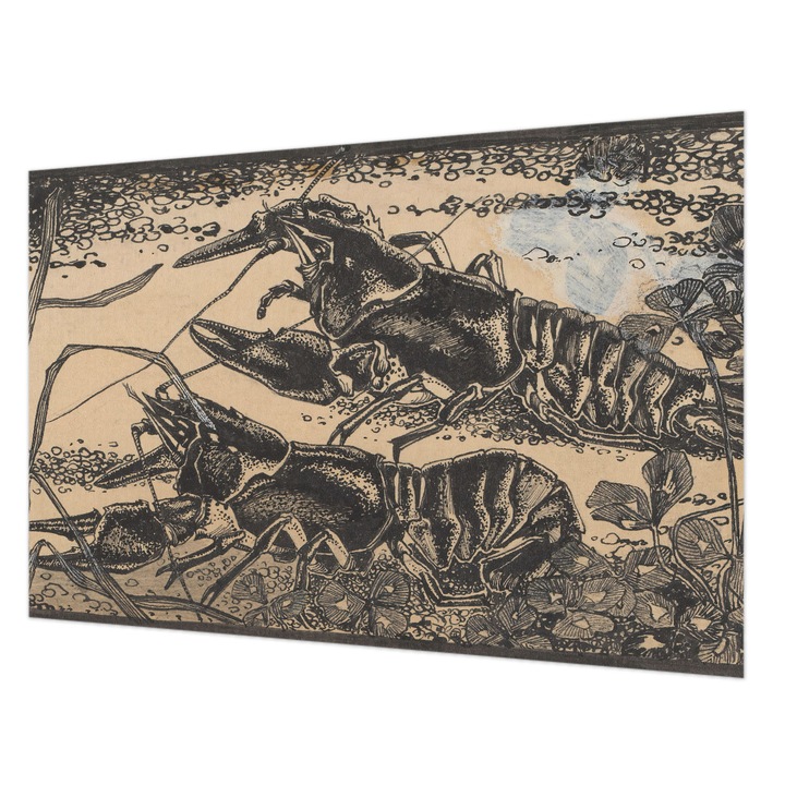 Tapéta Falra, Wallfluent, Vízi rákok, Fekete, 104 x 70 cm, Nem Szőtt, Nappaliba, Szobába, 010100060020000285302