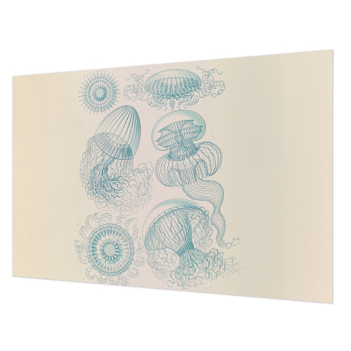 Dekor Tapéta, Wallfluent, Tengeri medúza, Fehér, 104 x 70 cm, Vlies, Modern Tapétatekercs, 010100060020000285374