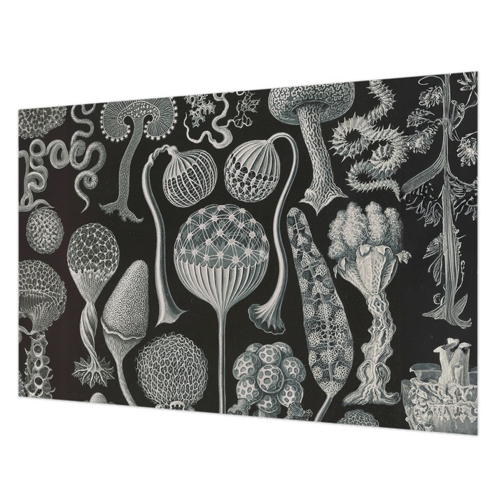 Dekor Tapéta, Wallfluent, Varázslatos növények, Fekete, 104 x 70 cm, Vlies, Könnyen Felszerelhető, 010100060020000285378