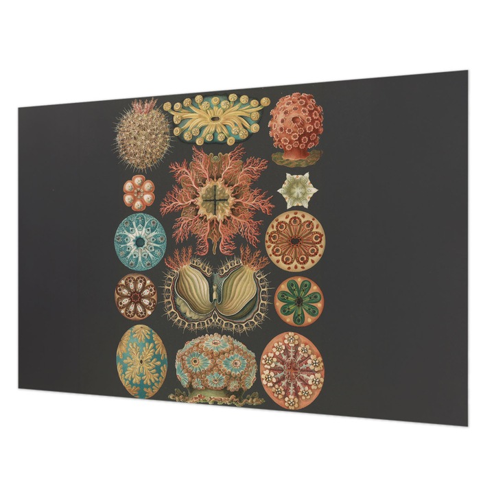 Fotótapéta Falra, Wallfluent, Tengeri inspirációk, Fekete, 104 x 70 cm, Vlies, Élénk Színek, 010100060020000285381