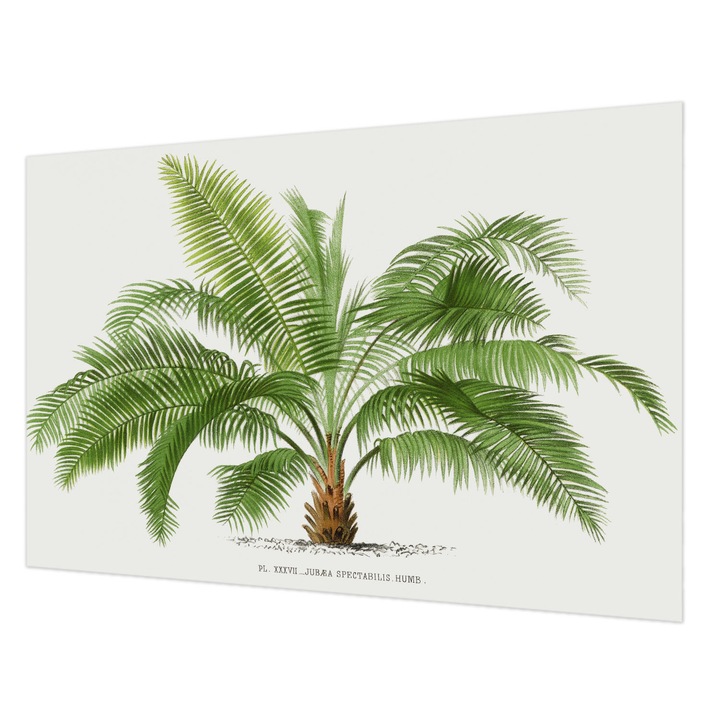 Fotótapéta Falra, Wallfluent, Fényes pálmafa, Zöld, 104 x 70 cm, Vlies, Előszobába, Hálószobába, 010100060020000285434