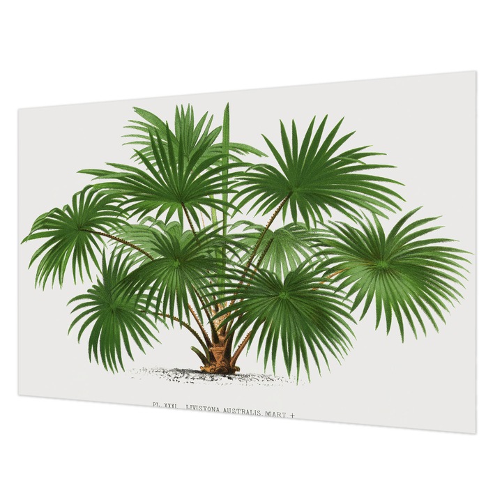 Fotótapéta Falra, Wallfluent, Egzotikus minta, Zöld, 104 x 70 cm, Nem Szőtt, Nappaliba, Szobába, 010100060020000285433