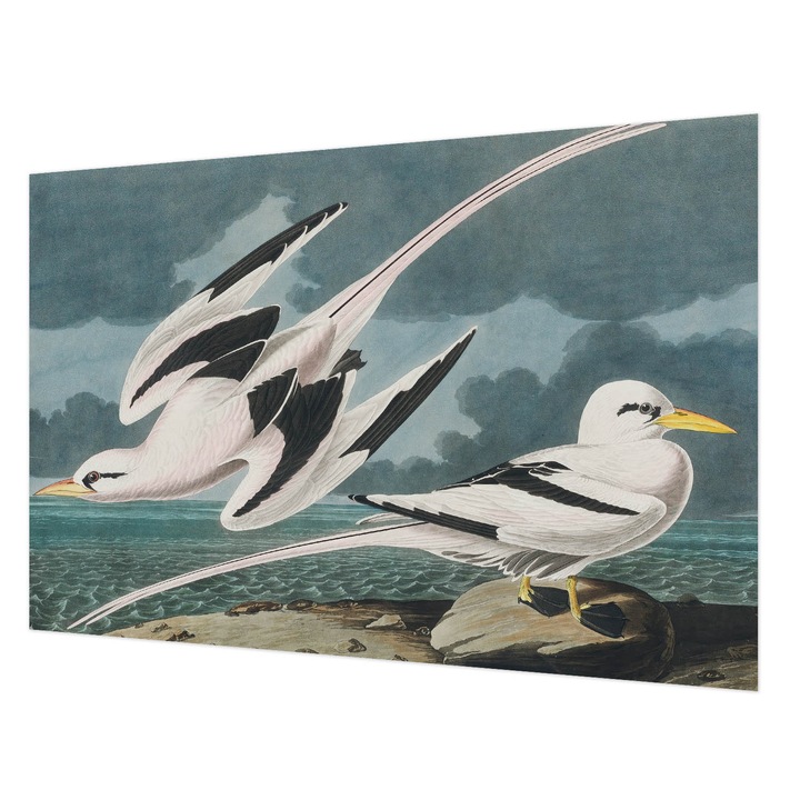 Dekor Tapéta, Wallfluent, Madarak a tenger mellett, Szürke, 104 x 70 cm, Nem Szőtt, Modern Dizájn, 010100060020000285471