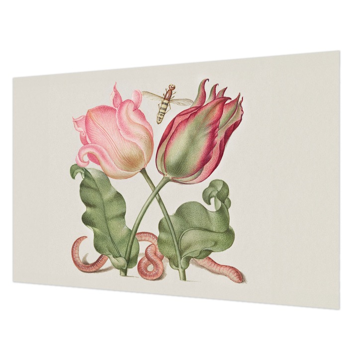 Dekor Tapéta, Wallfluent, Tulipán szépség, Krémszín, 104 x 70 cm, Vlies, Könnyen Felszerelhető, 010100060020000285482