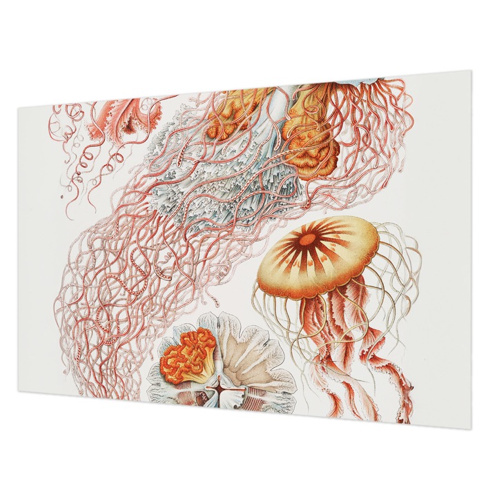 Tapéta Falra, Wallfluent, Díszes medúza, Piros, 104 x 70 cm, Nem Szőtt, Élénk Színek, 010100060020000285494