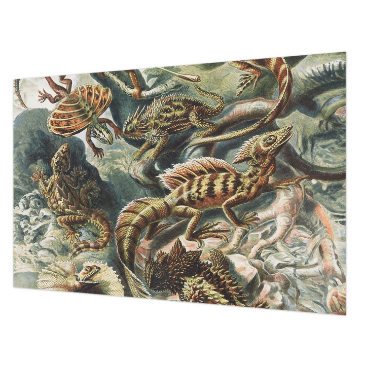 Tapéta Falra, Wallfluent, Egzotikus hüllők, Fekete, 104 x 70 cm, Vlies, Élénk Színek, 010100060020000285495