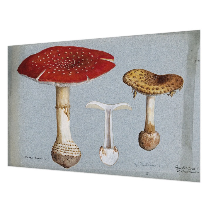 Tapéta Falra, Wallfluent, Gomba metszetek, Szürke, 104 x 70 cm, Vlies, Könnyen Felszerelhető, 010100060020000285507