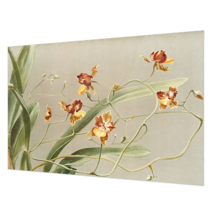 Dekor Tapéta, Wallfluent, Klasszikus orchideák, Szürke, 104 x 70 cm, Vlies, Modern Belsőépítészeti Dekoráció, 010100060020000285577