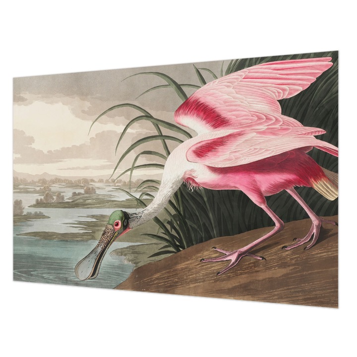 Fotótapéta Falra, Wallfluent, Egzotikus madár, Szürke, 104 x 70 cm, Nem Szőtt, Dekoráció, 010100060020000285658