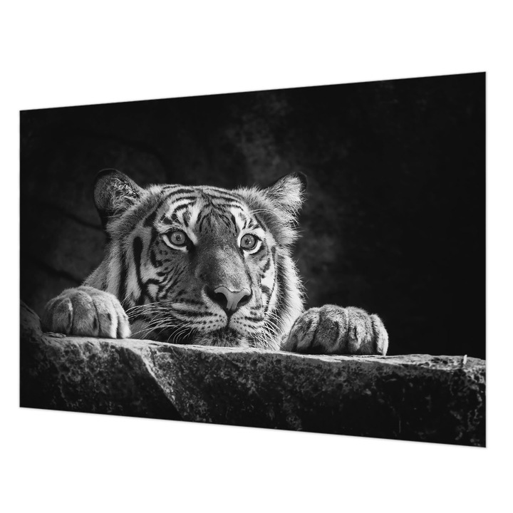 Fotótapéta Falra, Wallfluent, Ragadozó kinézet, Fekete és fehér, 152 x 104 cm, Vlies, Stílusos, 010100060030000005585