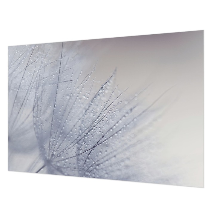 Tapéta Vlies Fali Dekoráció, Wallfluent, Harmatos pitypang, Fehér, 152 x 104 cm, Nem Szőtt, Nappaliba, Szobába, 010100060030000028293