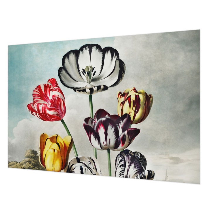 Dekor Tapéta, Wallfluent, Színes tulipánok, Fekete, 152 x 104 cm, Vlies, Klasszikus, 010100060030000031718