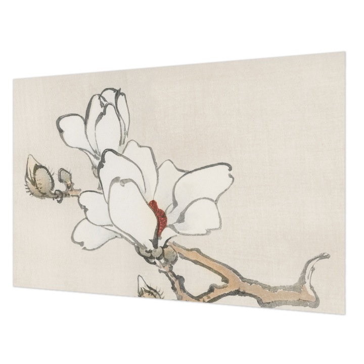 Fotótapéta Falra, Wallfluent, Finom magnóliák, Fehér, 104 x 70 cm, Nem Szőtt, Könnyen Felszerelhető, 010100060020000017982