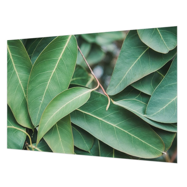 Fotótapéta Falra, Wallfluent, Zöld levelek, Zöld, 152 x 104 cm, Vlies, Modern Tapétatekercs, 010100060030000284889