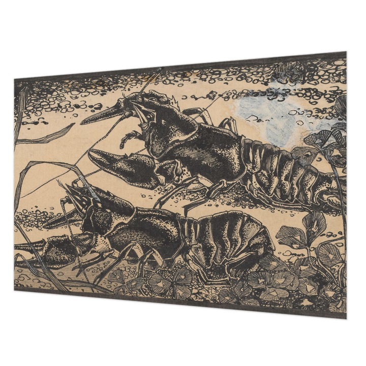 Tapéta Falra, Wallfluent, Vízi rákok, Fekete, 152 x 104 cm, Nem Szőtt, Nappaliba, Szobába, 010100060030000285302