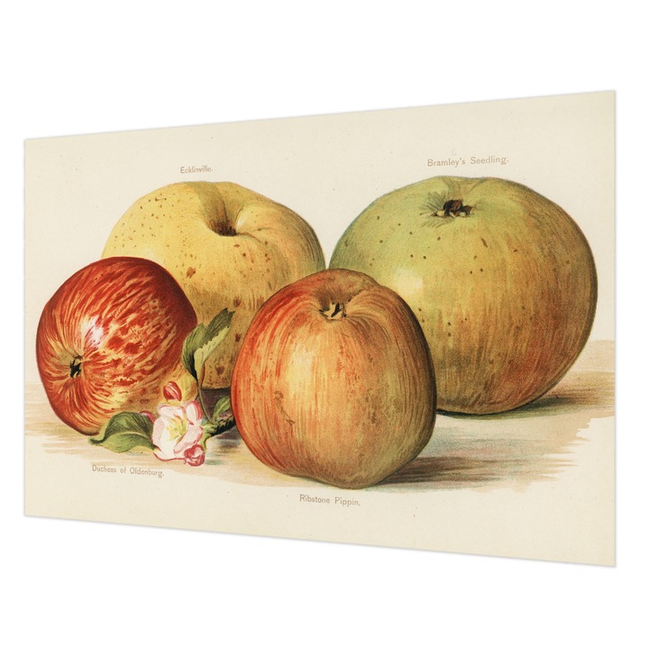 Fotótapéta Falra, Wallfluent, Almafavirágzás, Sárga, 152 x 104 cm, Nem Szőtt, Modern Dizájn, 010100060030000285417